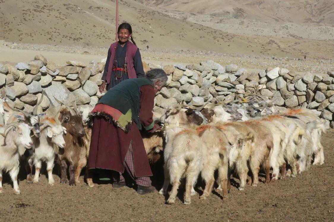 Ladakhi artisan tending the Changthangi goat herd